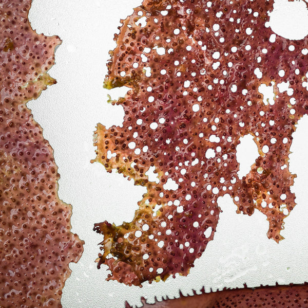 AstaReal® Astaxanthin